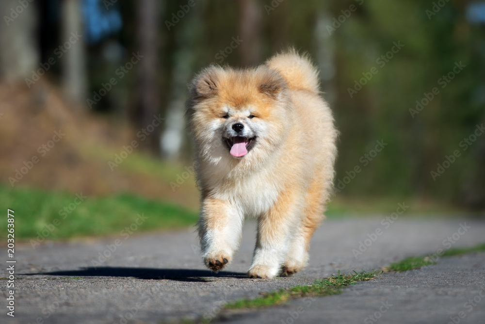 happy japanese akita puppy outdoors happy japanese akita puppy outdoors