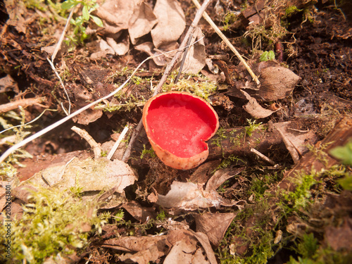 close up of scarlet elf cup mushrooms on moss fungi