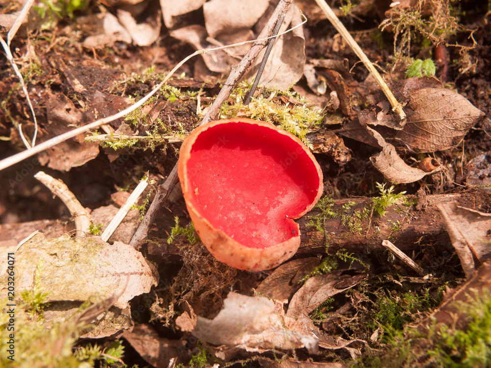 close up of scarlet elf cup mushrooms on moss fungi close up of scarlet elf cup mushrooms on moss fungi