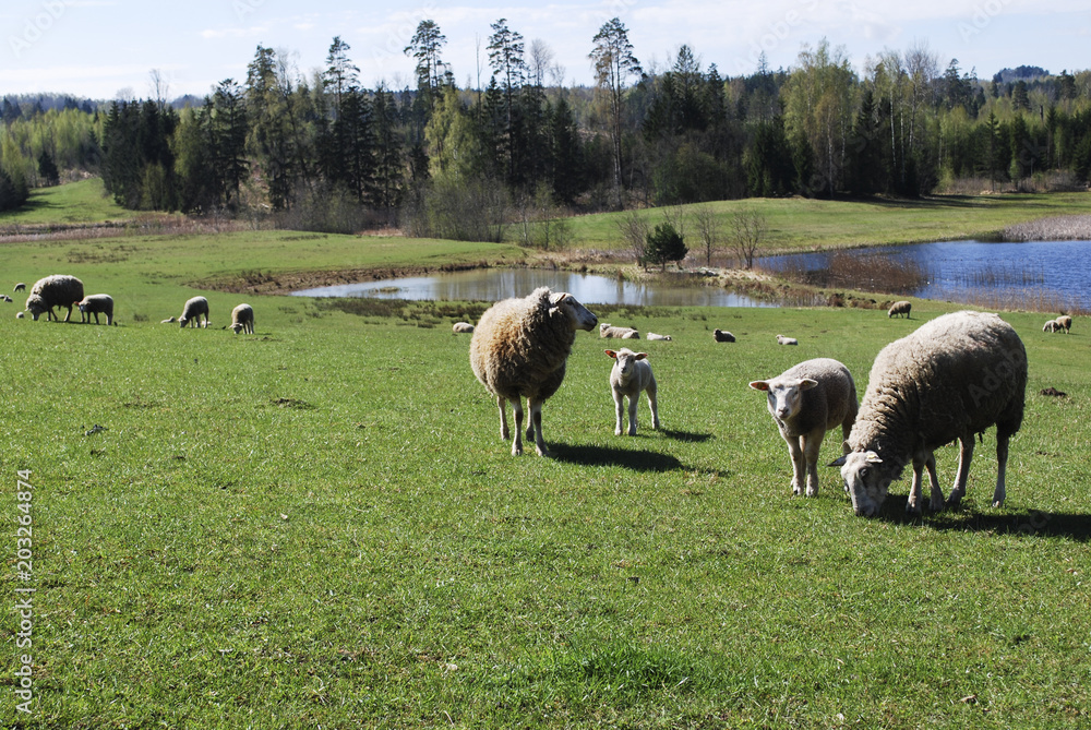 Fototapeta premium Mountain landscape. Green meadow, in the background graze sheep, pond and spring forest.