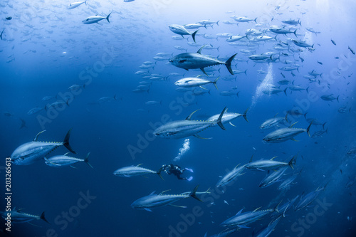 Diver with school of yellowfin tuna, Revillagigedo Archipelago, Tamaulipas, Mexico