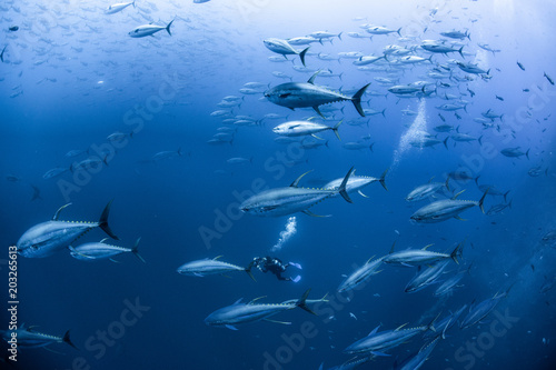 Diver with school of yellowfin tuna, Revillagigedo Archipelago, Tamaulipas, Mexico photo