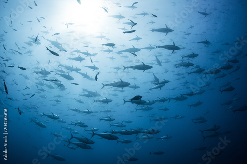 School of yellowfin tuna, Revillagigedo Archipelago, Tamaulipas, Mexico photo