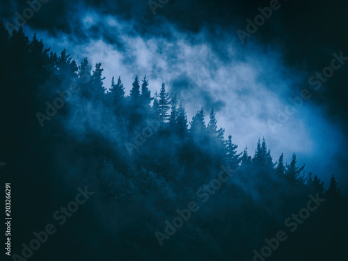 Scary mysterious misty forest at night