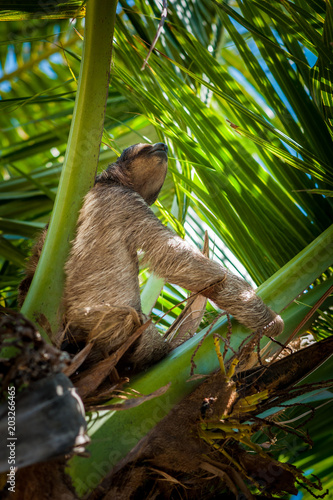 3 toed Sloth, Roatan Honduras