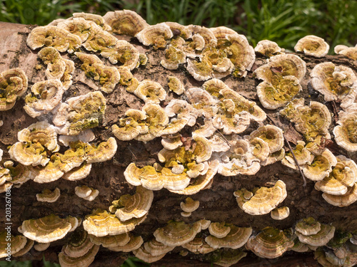 plenty of small bracket mushrooms all along fallen tree trunk on ground close up