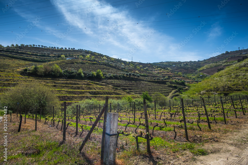 spring in the Douro Valley, Portugal