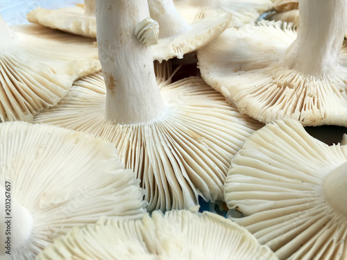 Close-up of mushroom in scientific name is "Lentinus polychrous Lev." or "Hed Lom" in the north of Thailand.