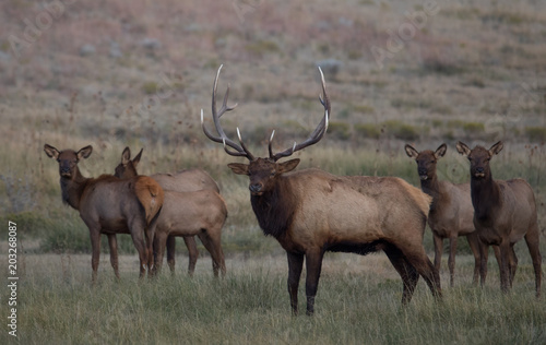 Elk in Yellowstone National Park