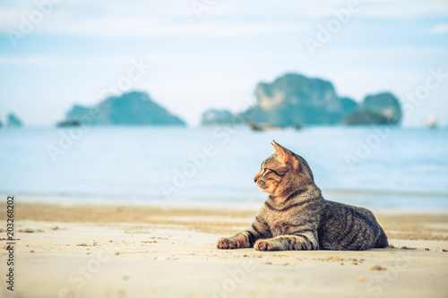cute cat relaxing on railay beach in Krabi , Thailand , Asia