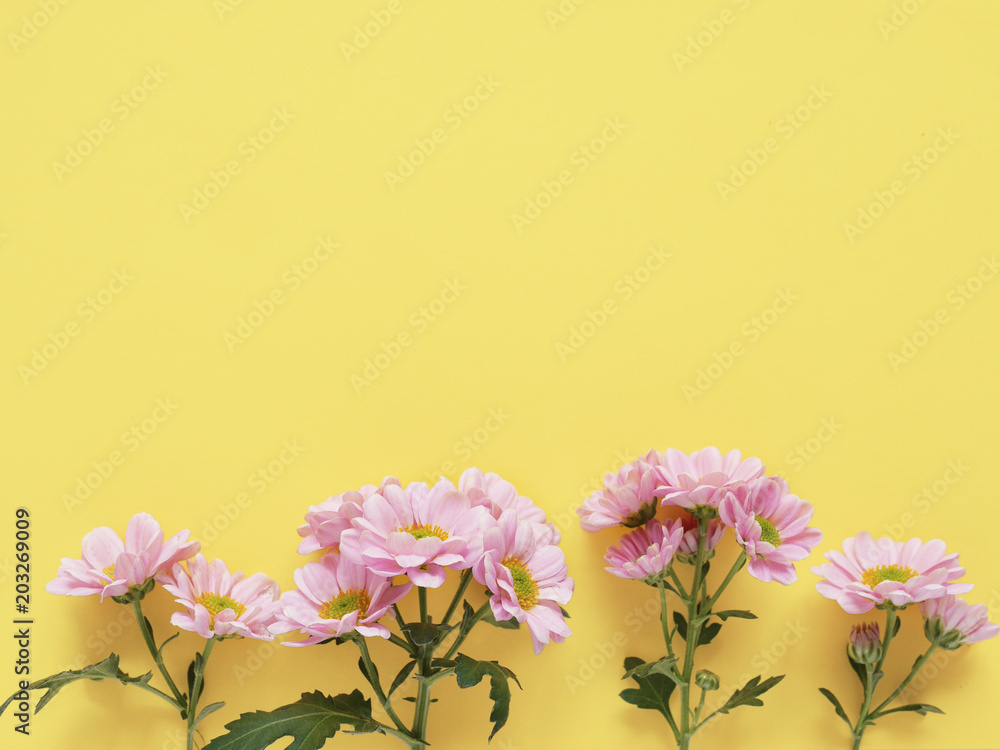 Composition of pink chrysanthemum flowers on a yellow background, top view, creative flat layout. 