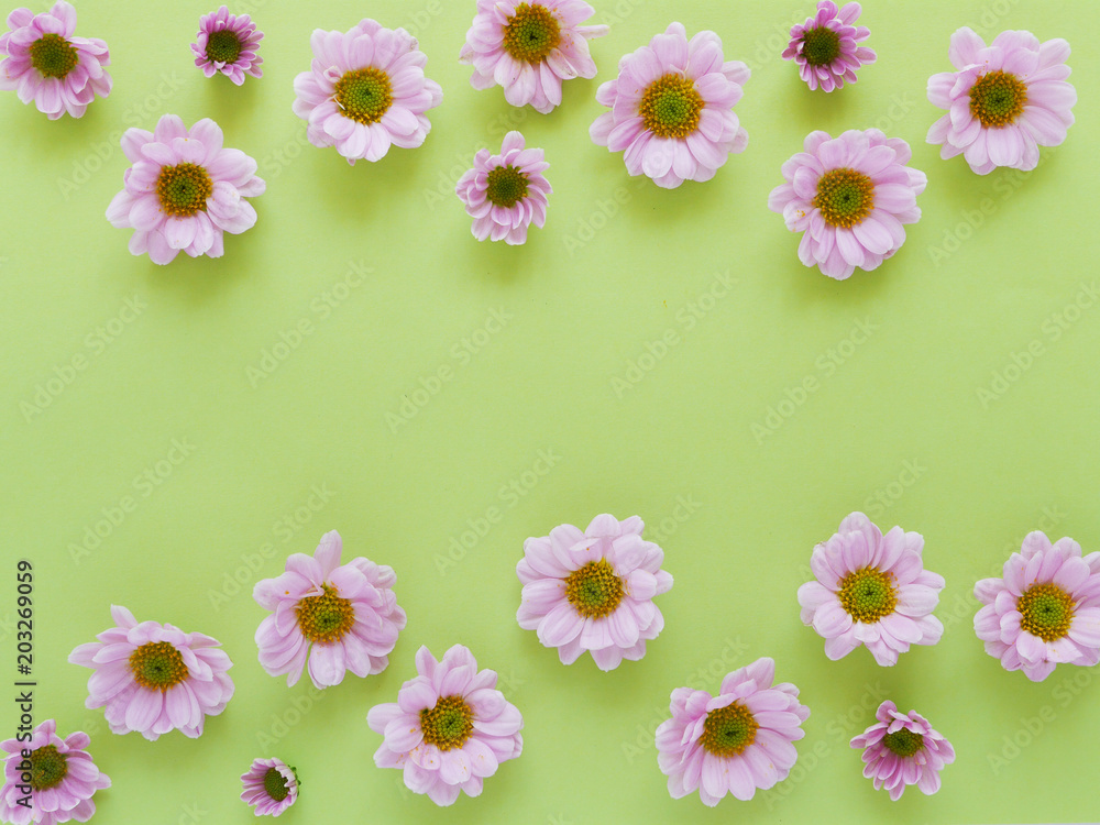Composition of pink chrysanthemum flowers on a green background, top view, creative flat lay.