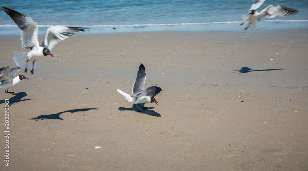 Seagulls