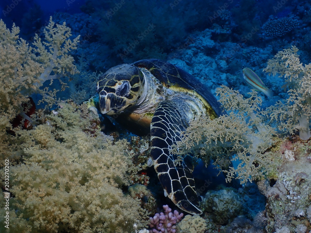 Obraz premium OLYMPUS DIGITAL CAMERA