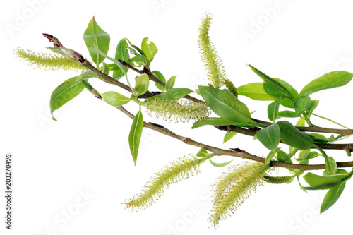 Spring April  twigs  with flowering buds and green leaves  of wild Willow tree.