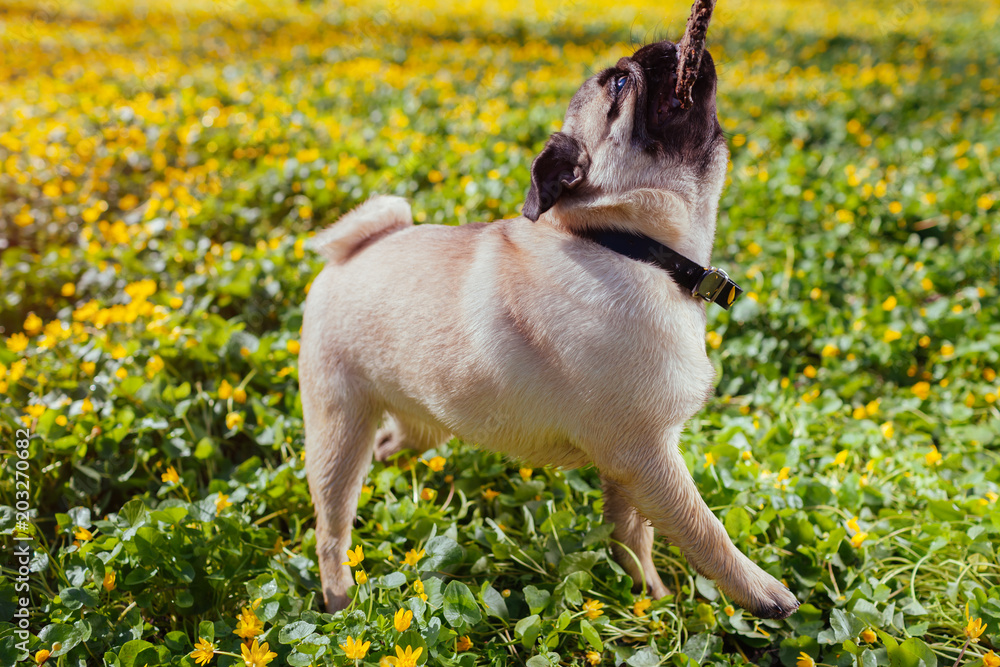 Pug dog biting wooden stick in spring forest. Puppy having fun. Happy dog playing with master. Pug dog biting wooden stick in spring forest. Puppy having fun. Happy dog playing with master.