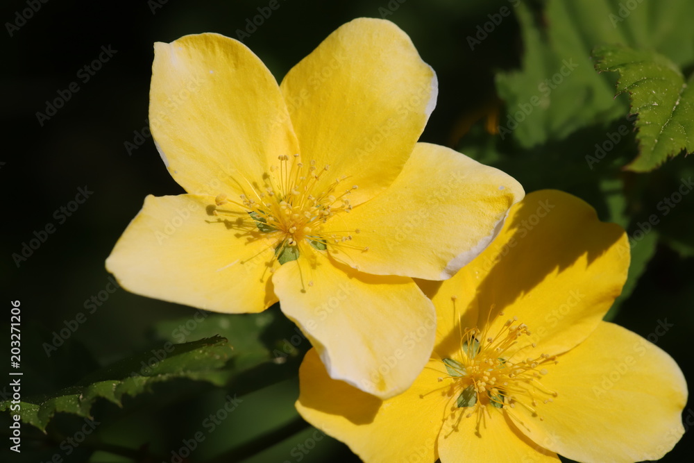 Potentilla fruticosa