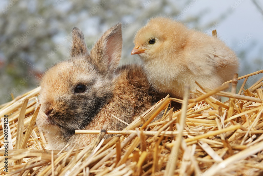 Fototapeta premium Cute little rabbit bunny and chick are best friends on straw pile