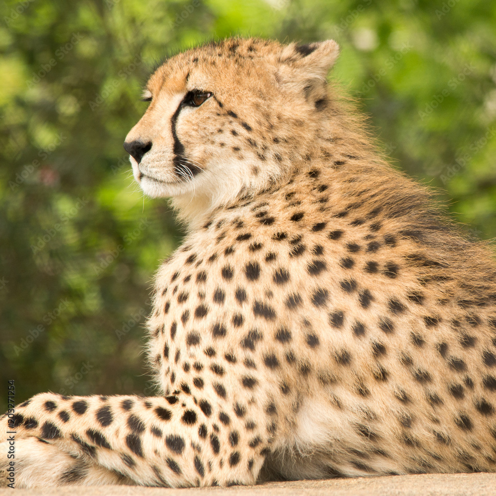 Cheetah Cheetah