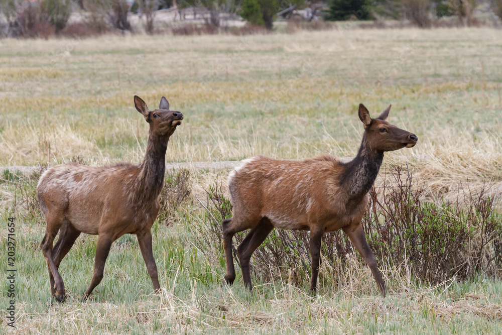Elk of The Colorado Rocky Mountains Elk of The Colorado Rocky Mountains
