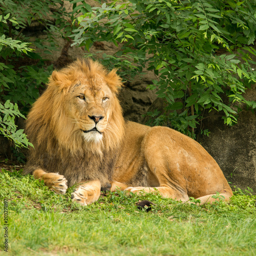 Fototapeta Naklejka Na Ścianę i Meble -  Lion