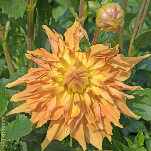 Fototapeta Naklejka Na Ścianę i Meble -  Dahlien, Dahlias