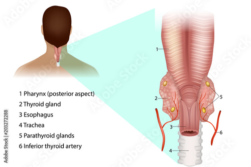 Parathyroid glands. Medical illustration of the thyroid and parathyroid glands