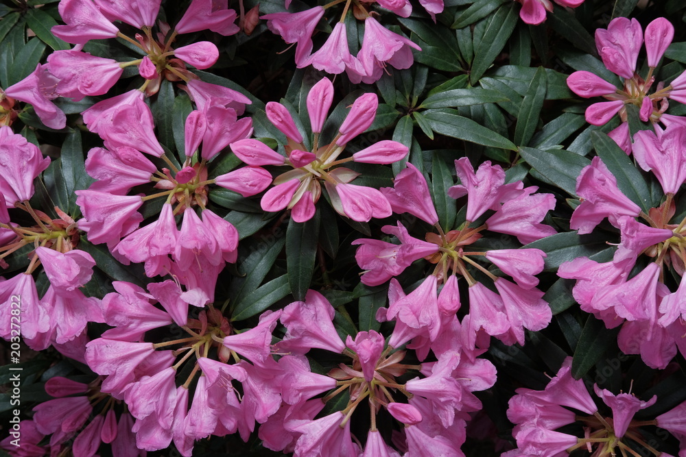 Obraz premium Rosa Blüten des Rhododendron