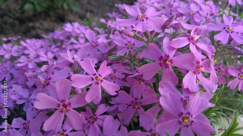 Image of spring flowers,beautiful floral background of purple. © Tilegen