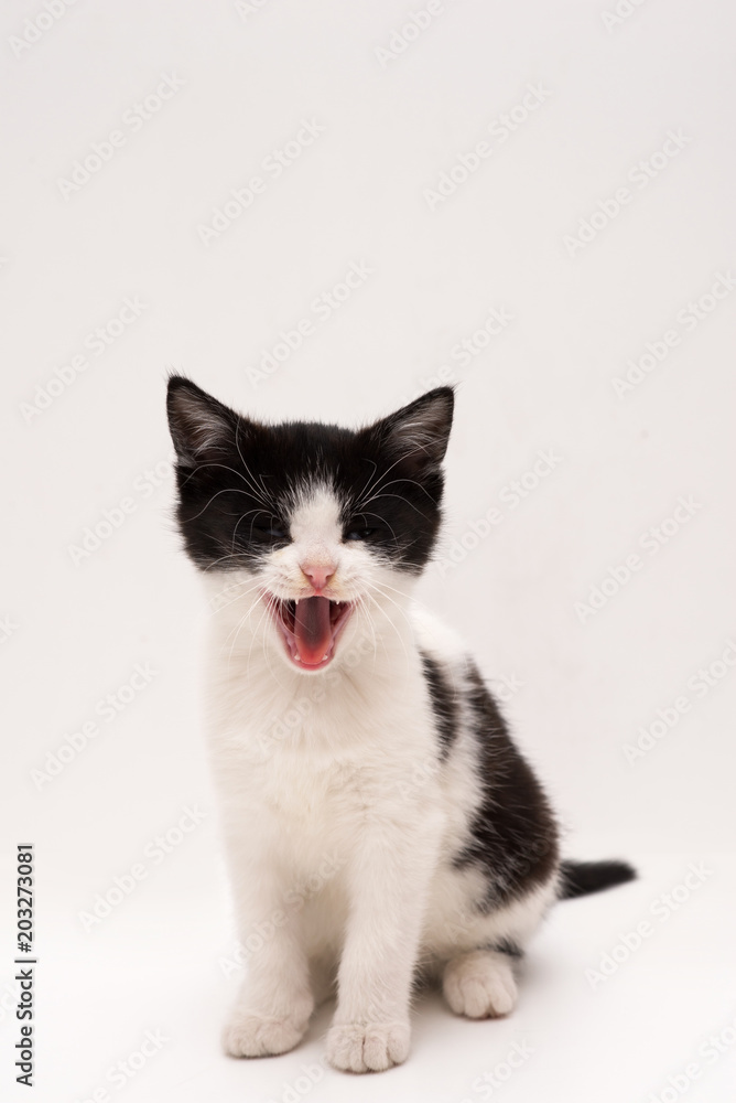 Cute black and white kitten yawning