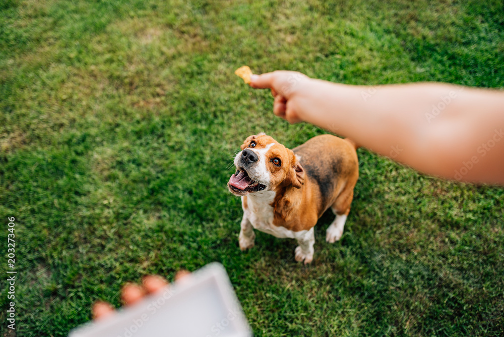 Feeding the Beagle dog. Playing with the dog in the yard.