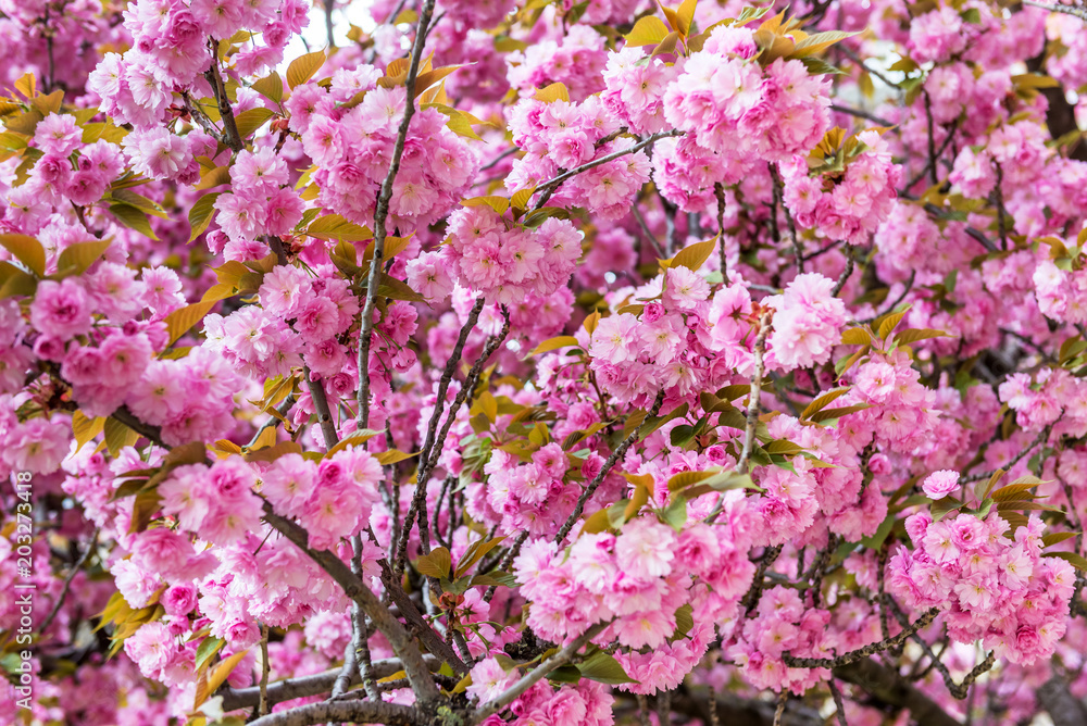 Cherry blossoms in Paris in the spring.
Cherry blossoms in Paris in the spring.