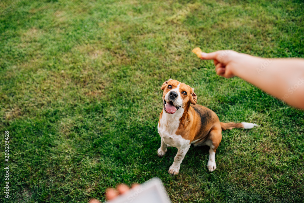 Dog waiting to get delicious treat outdoors. Dog waiting to get delicious treat outdoors.