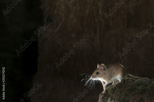 Field mouse in barn and haystack, Apodemus sylvaticus