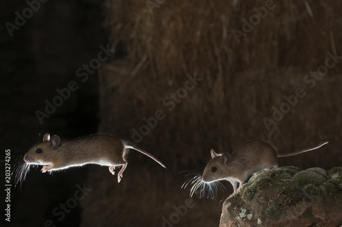 Field mouse in barn and haystack, jumping, strobe, Apodemus sylvaticus photo