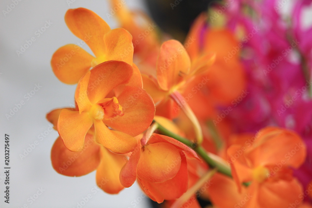 Obraz premium Yellow and orange orchids