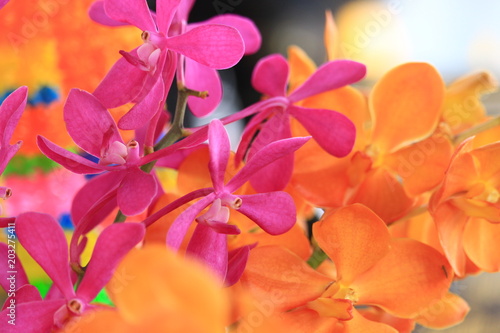 Orchid and pink and orange