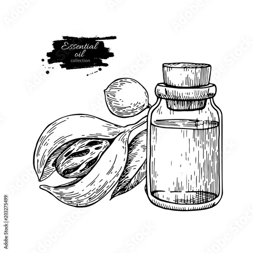 Nutmag essential oil bottle and mace fruit. Hand drawn vector illustration. Isolated drawing