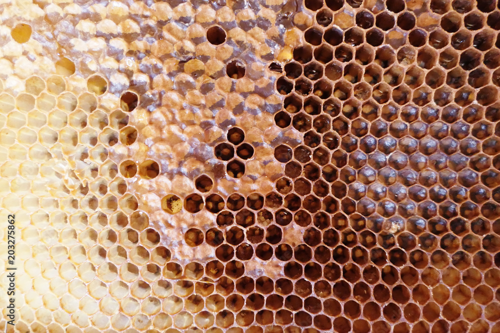 full frame honey comb with honey inside. bee hive. full frame honey comb with honey inside. bee hive.