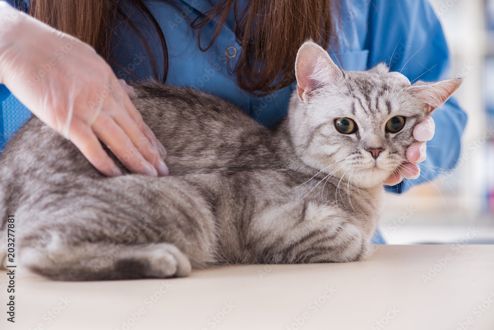 Cat being examining in vet clinic