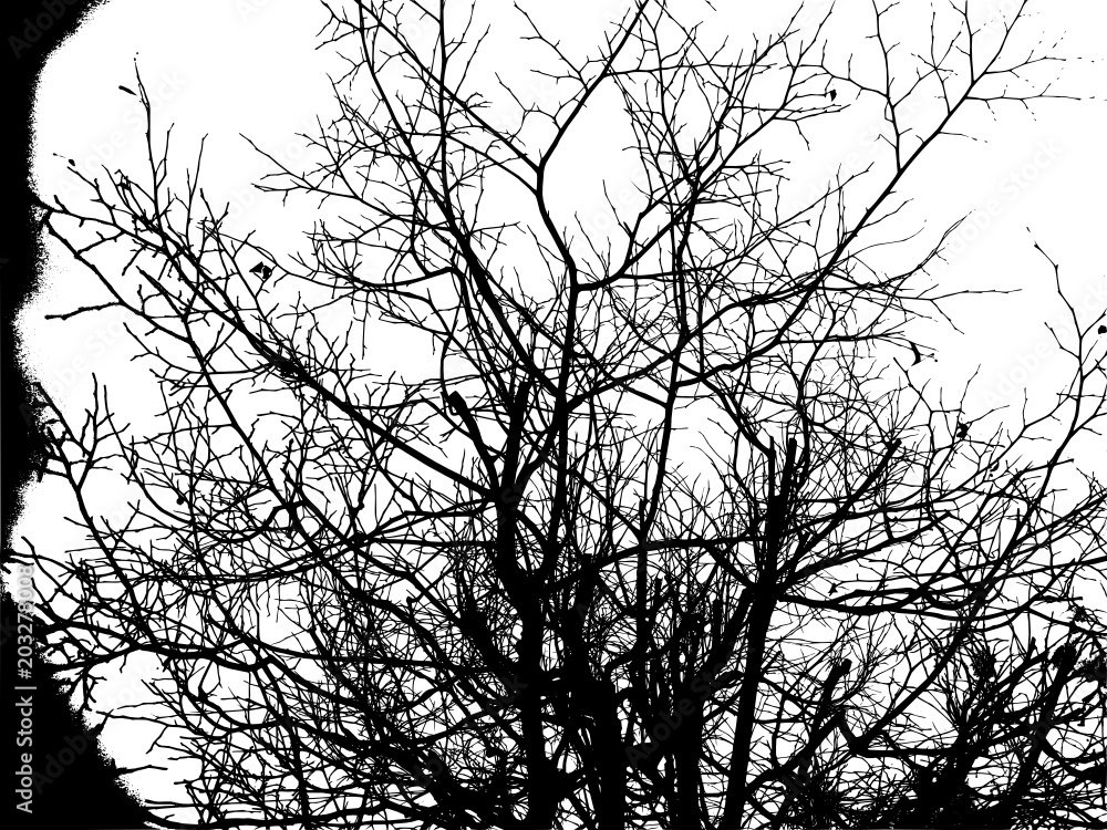 Silhouette of trees against the sky Silhouette of trees against the sky