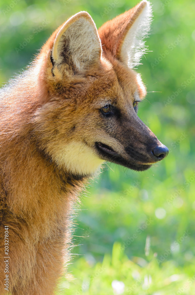 Naklejka premium detalhe de um pequeno lobo guará no interior de são paulo