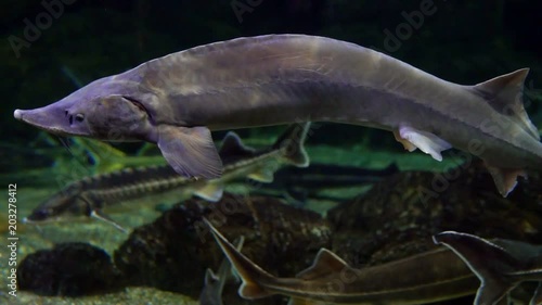 the sturgeon fish swim in water photo