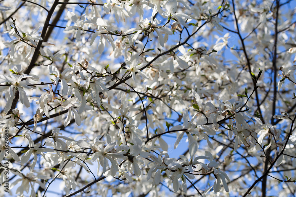 Obraz premium White Magnolias blossom