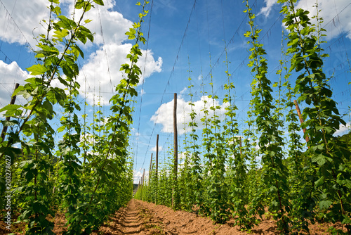 Hopfen