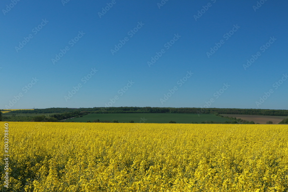 farmers agricultural fields planted with yellow canola rapeseed farmers agricultural fields planted with yellow canola rapeseed
