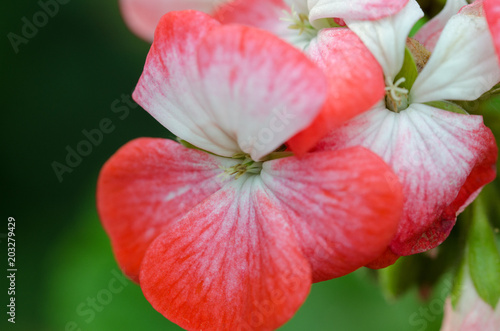 Fototapeta Naklejka Na Ścianę i Meble -  Macro of geranium variegated flowers on natural green background.