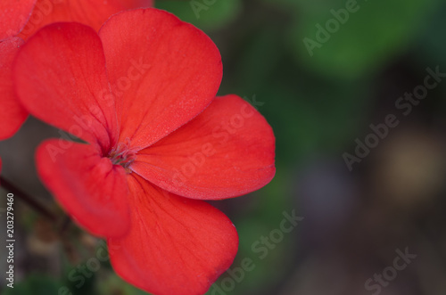 Fototapeta Naklejka Na Ścianę i Meble -  Macro of red geranium flowers.