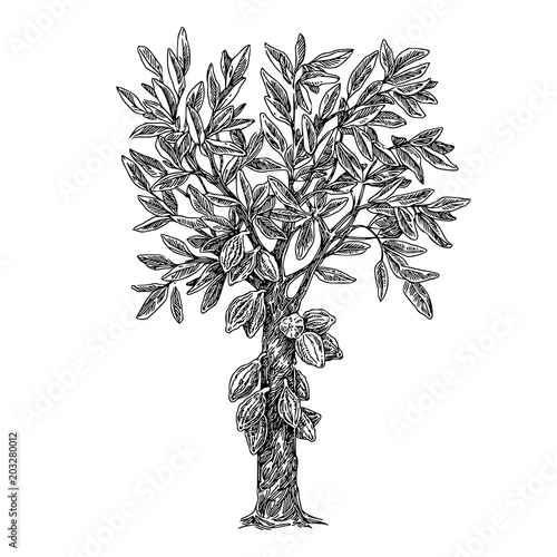 Cocoa tree. Sketch. Engraving style. Vector illustration.