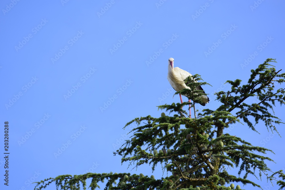 aves posadas aves posadas